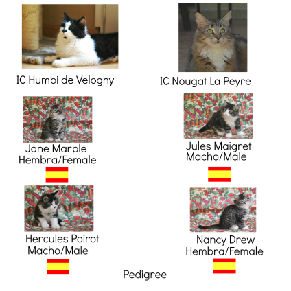 collage detectives.png